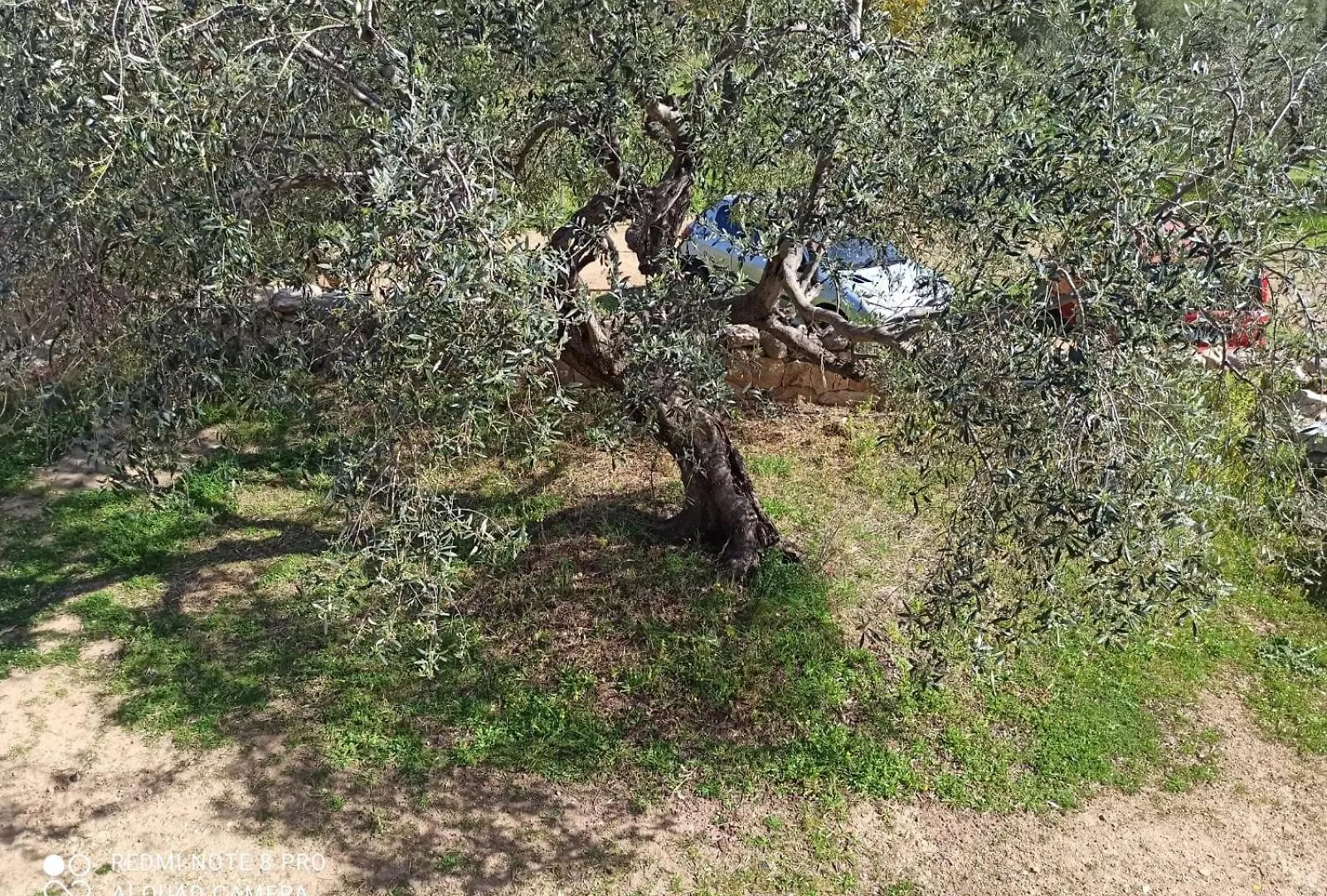 Appartamento Immerso Nel Verde San Teodoro  Appartement San Teodoro (Sardinia)